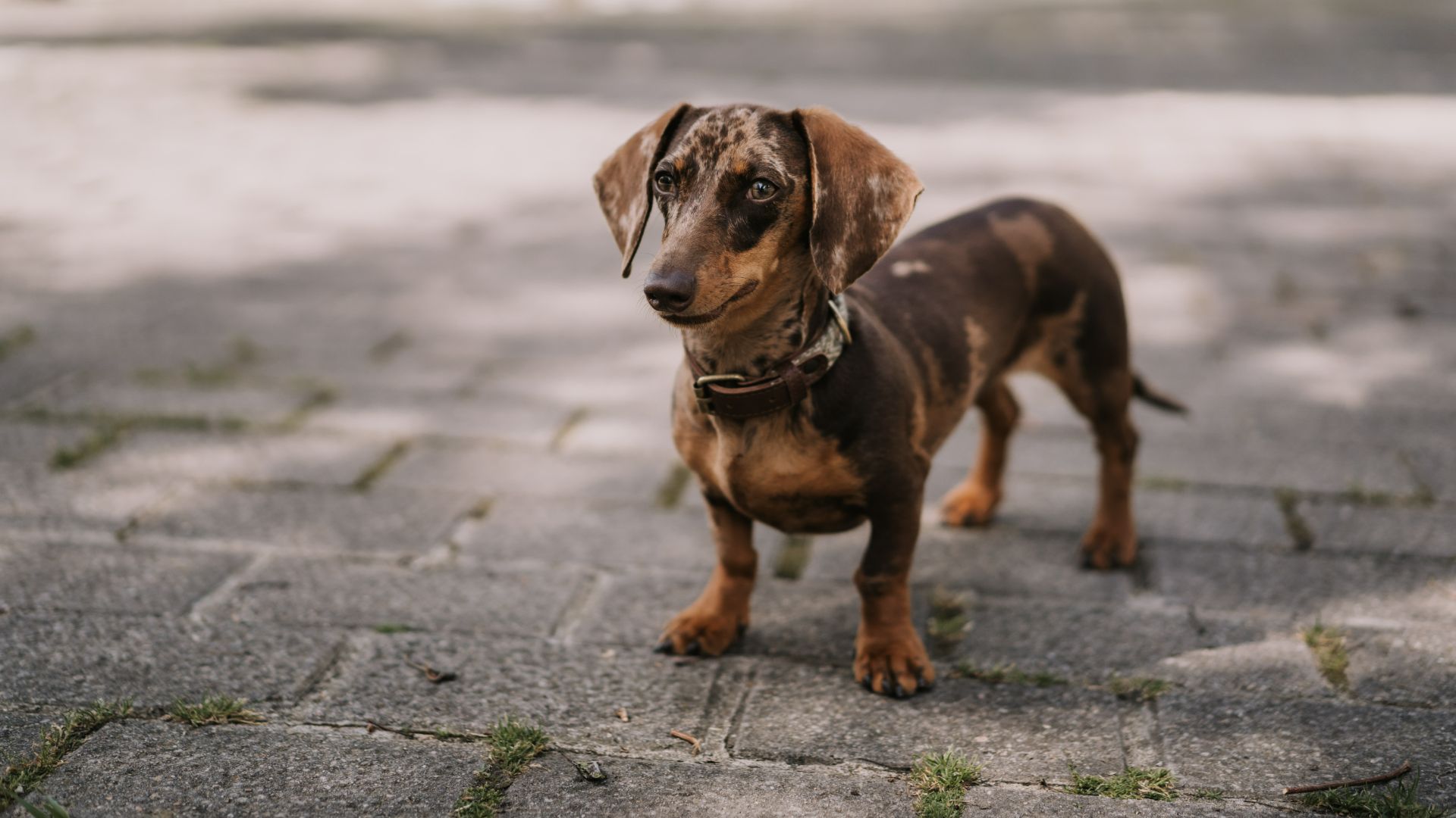 Miniature Dachshund standing on the sidewalk