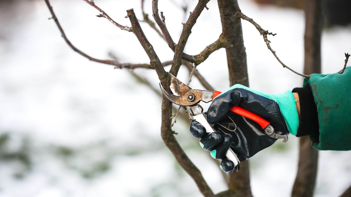 Someone pruning branches in winter