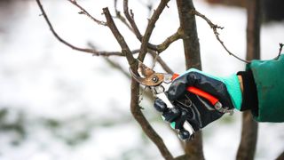 Someone pruning branches in winter