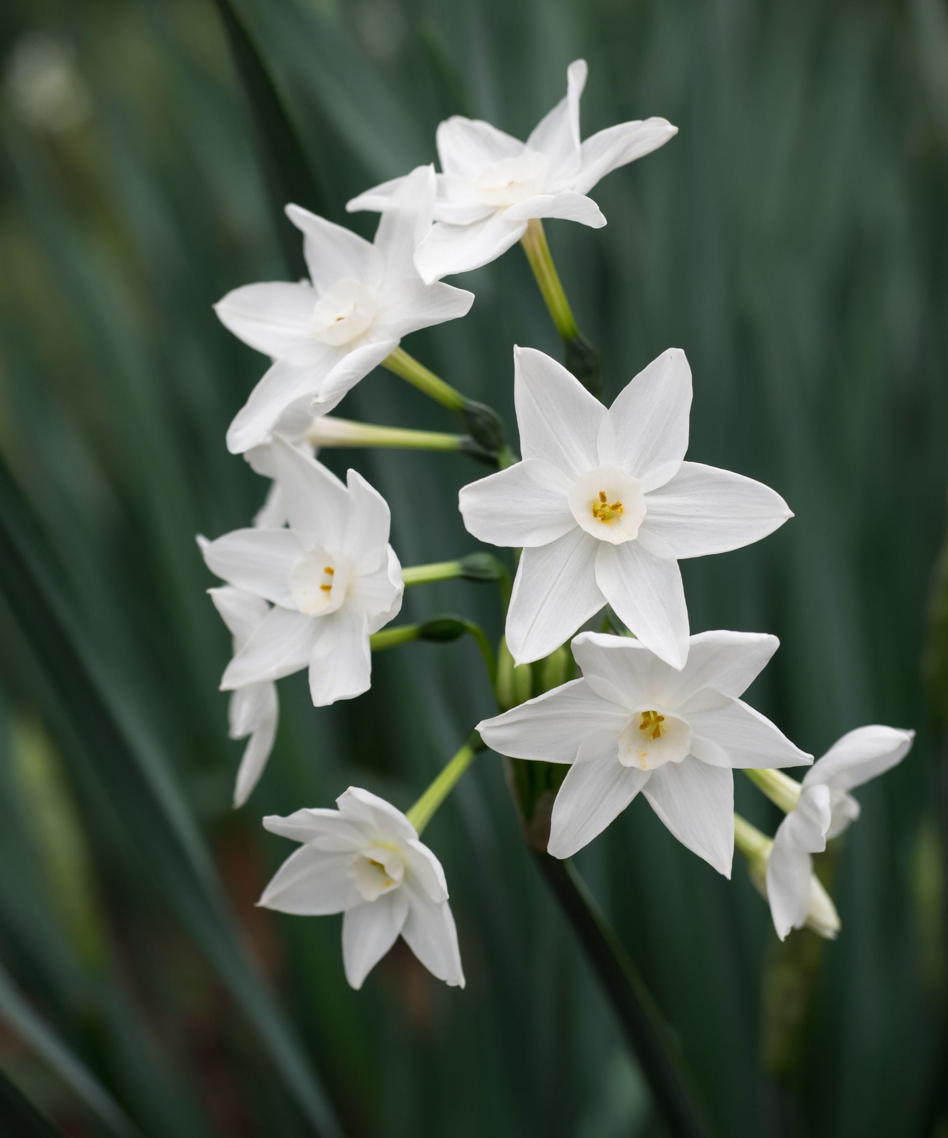 When to plant paperwhites: for fragrant blooms by Christmas | Homes ...