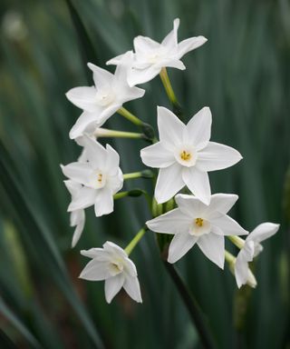 Paperwhites