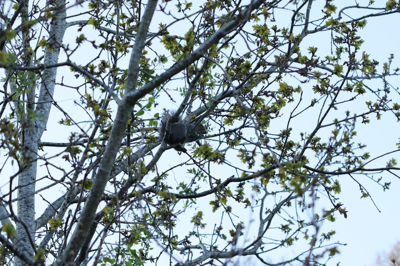 A photo of a squirrel taken on a Canon EOS R5 Mark II camera.
