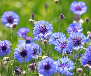 Delicate blue bachelor's button flowers in field