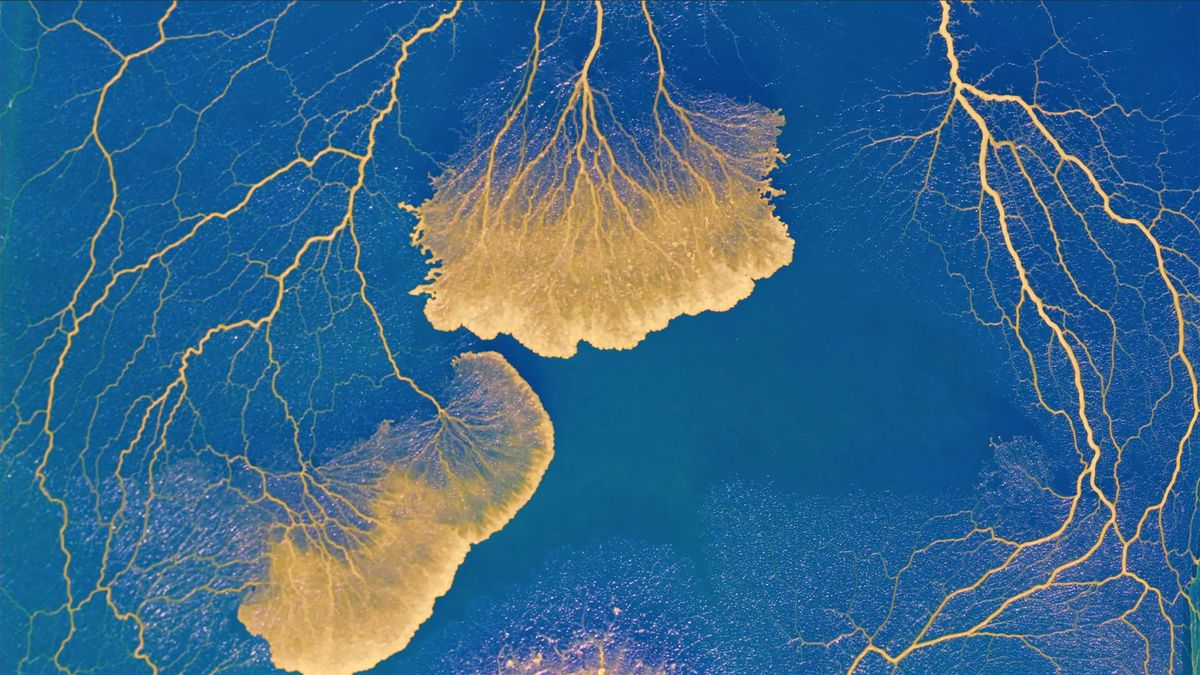 Blob is an educational experiment ran by France's space agency CNES. Students aged between 10 and 18 years are invited to investigate the Blob, a naturally-occurring slime mold, or Physarum polycephalum.