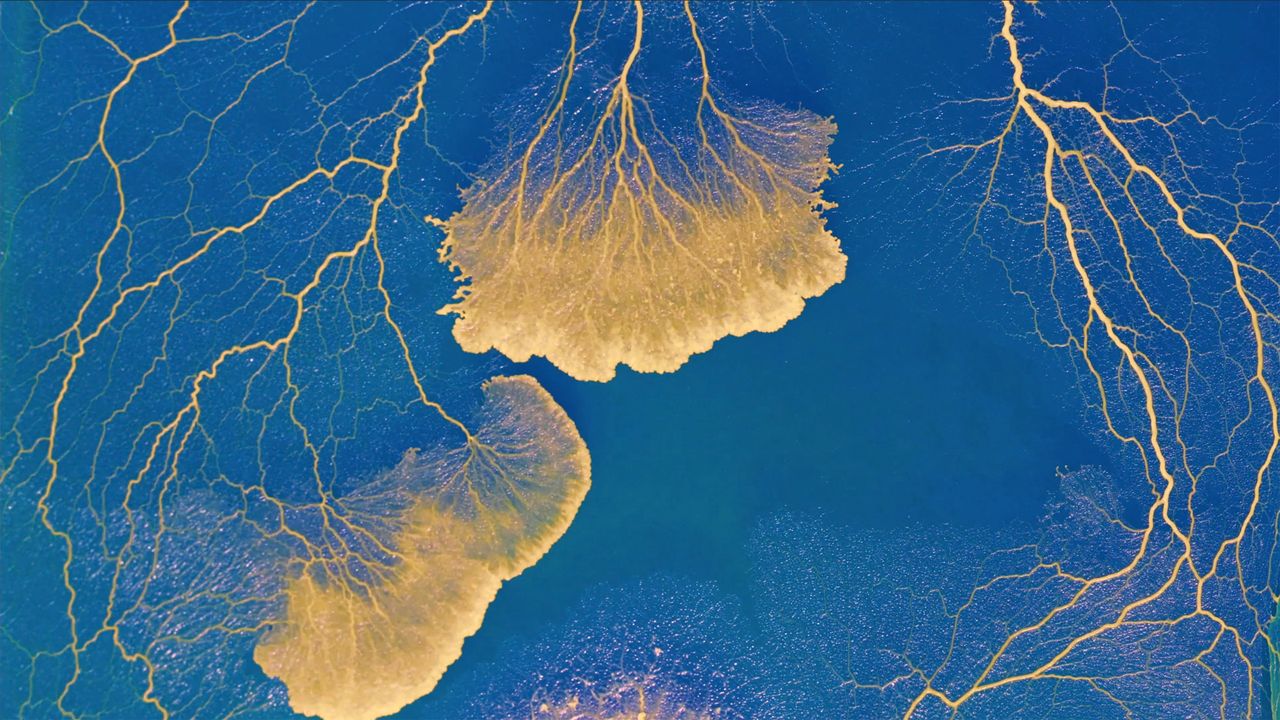 Blob is an educational experiment ran by France's space agency CNES. Students aged between 10 and 18 years are invited to investigate the Blob, a naturally-occurring slime mold, or Physarum polycephalum.