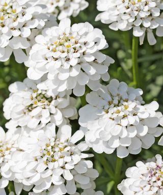 The white flowers of candytuft will shine out from a rock garden