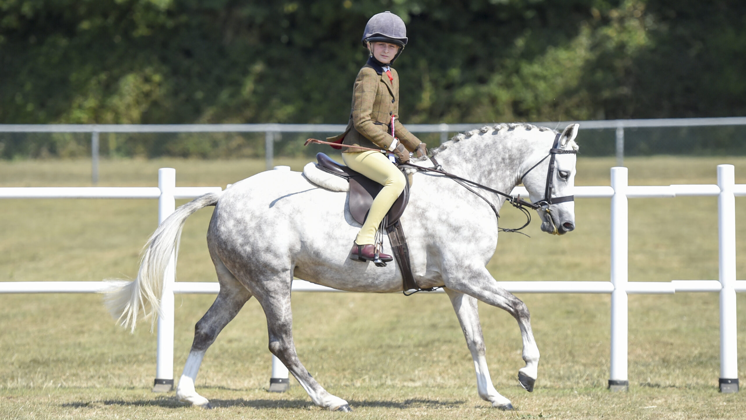 Example of working hunter pony and rider performing individual show