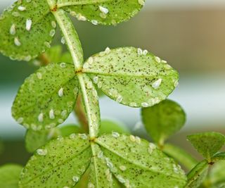 whiteflies on green leaves