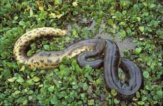 anaconda snake