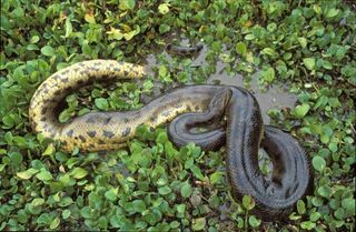 Red Anaconda Snake Size