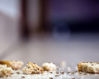 Close up shot of black ants crawling on crusty bread crumbs on a kitchen floor