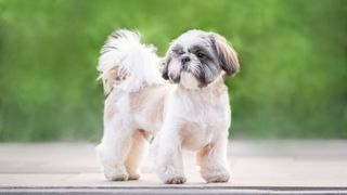 shih tzu