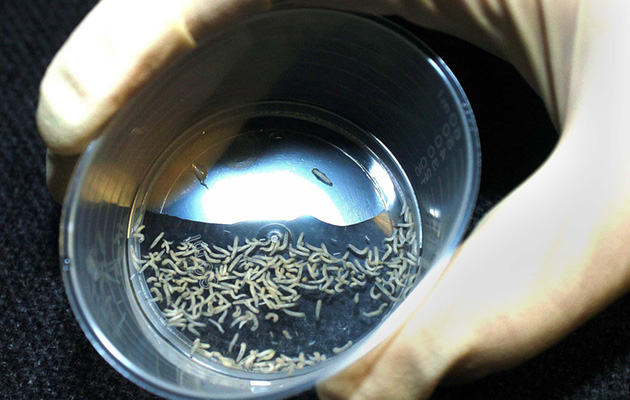 Medical Maggot Treatment Research