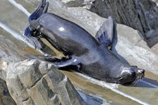 Seal