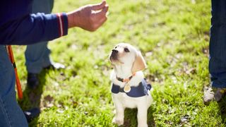 Puppy looking up at owner waiting on treat