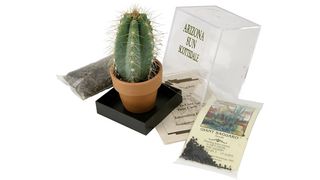 Arizona Sun grow your own saguaro cactus kit