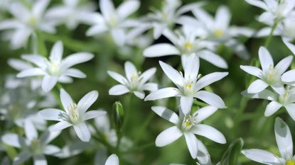 Ornithogalum, or the star of Bethlehem flower, with white blooms in a garden