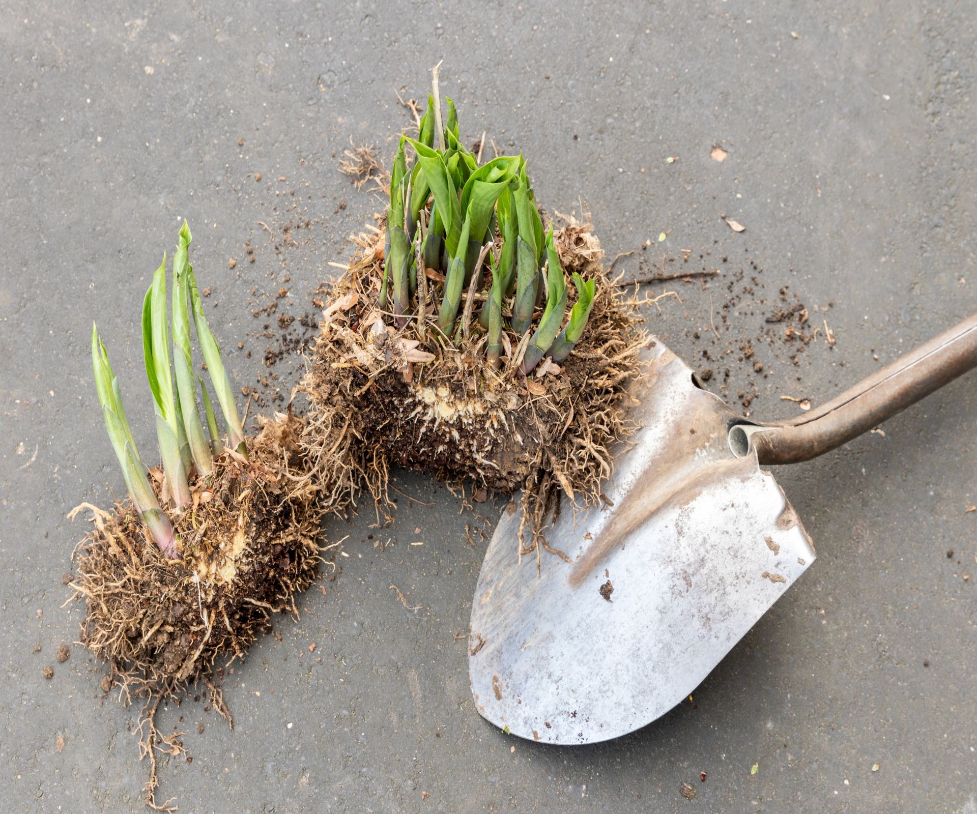 Dividing a hosta in spring