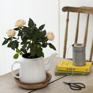 roses plant in white pot on wood table