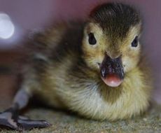 Madagascan pochard duckling.