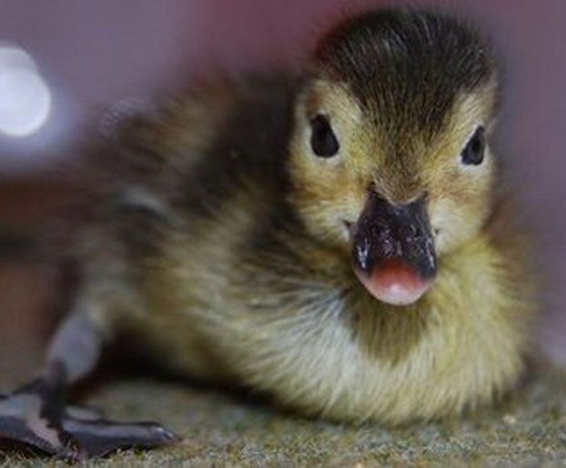 Madagascan pochard duckling.