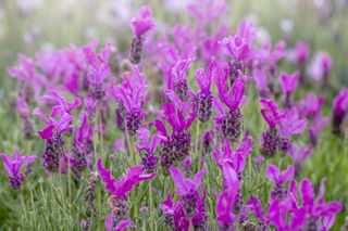 Close-up/ full frame image of beautiful pink/purple French Lavender flowers in soft sunshine