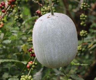 Winter melon or ash gourd growing in a garden