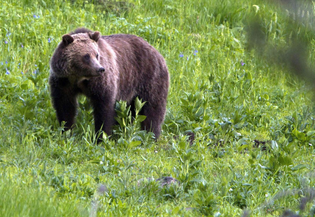 A grizzly bear in Yellowstone National Park.