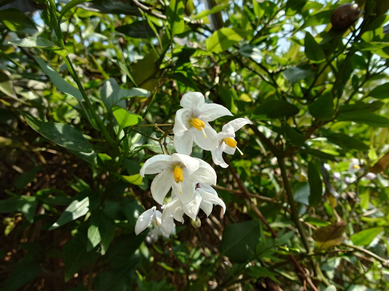 A photo taken on the Sony Xperia 1 VI