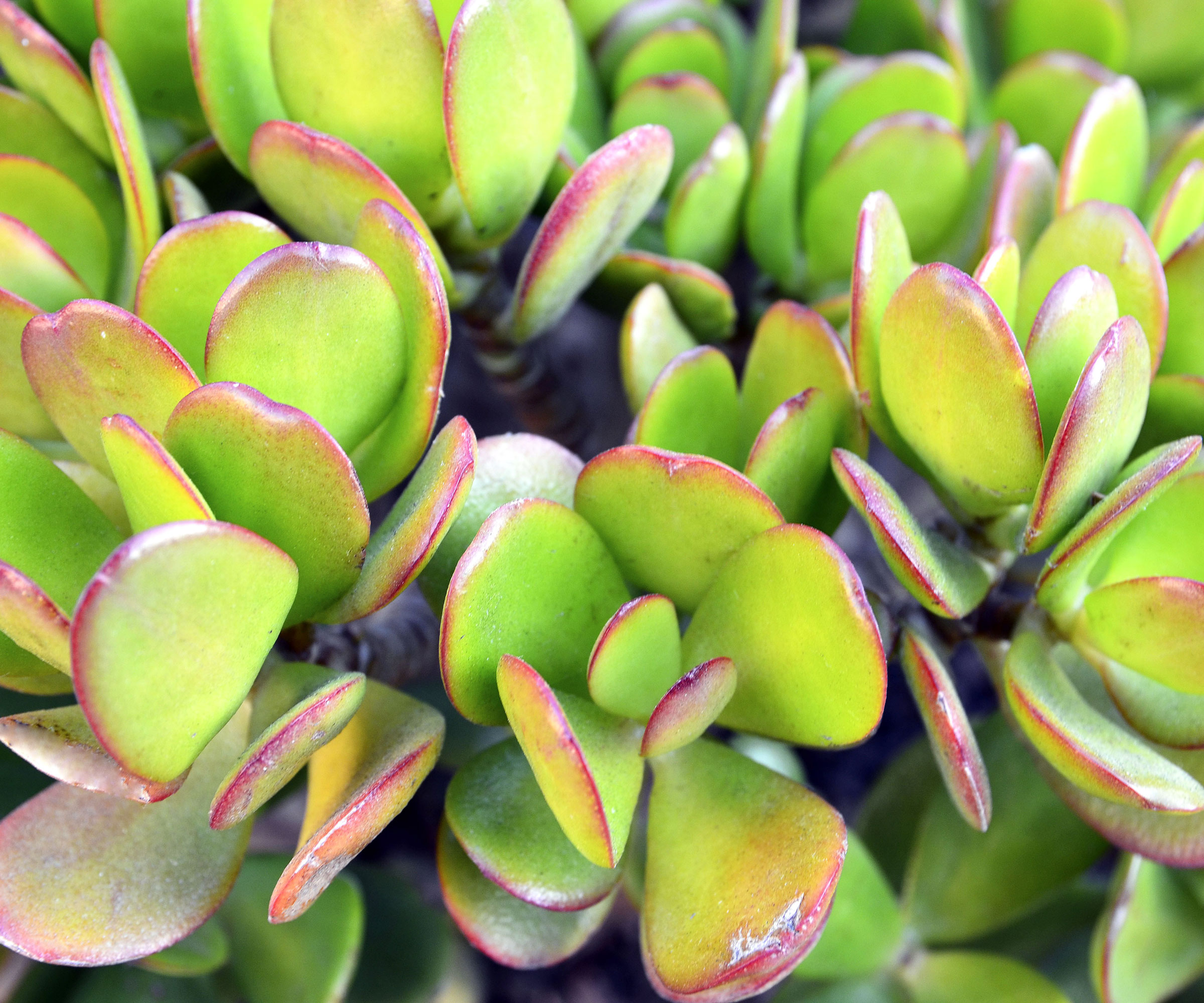 jade plant succulent showing red and green leaves
