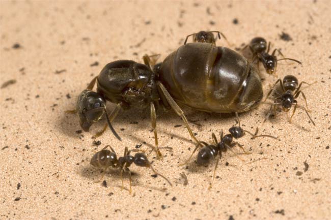 Queen Ant Will Sacrifice Colony To Retain Throne Live Science