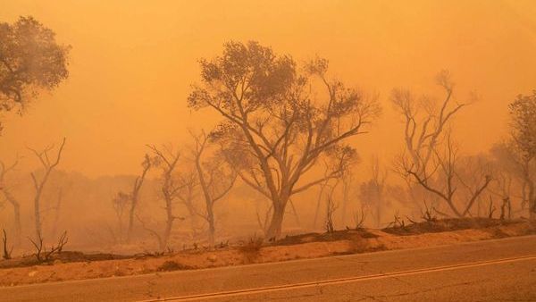 Charred trees are seen along Pallet Creek Road during the Bobcat Fire in Valyermo, California, September 18, 2020. 