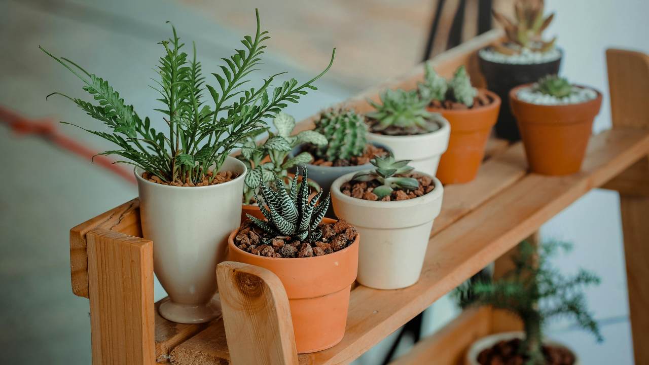 Indoor plants