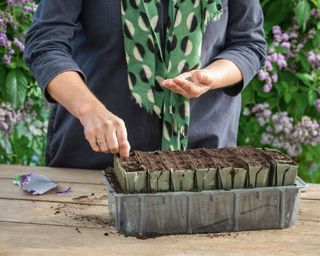 Sarah Raven sowing seeds into seed trays