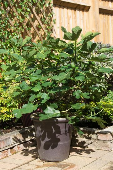 10 fruit trees you can grow in pots to elevate even tiny outdoor spaces ...