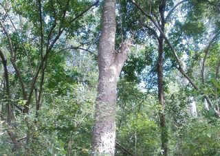 extinct trees rediscovered, extinct trees found in Tanzania, extinct trees found in Africa, rediscovered species, endangered species