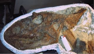 ceratopsid head of chasmosaurus