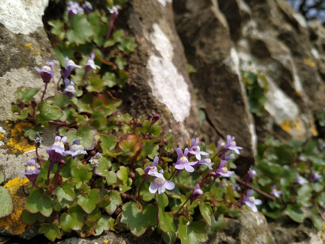 In some situations the phone can turn out very nice shots.