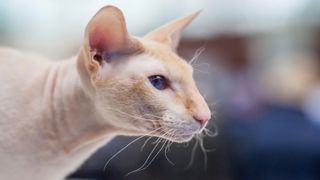 Peterbald