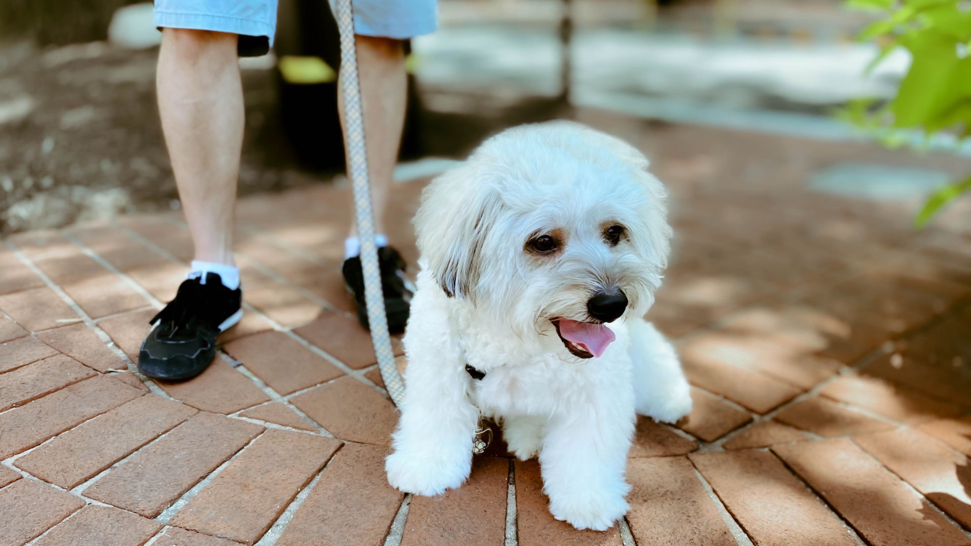 White dog on lead outside
