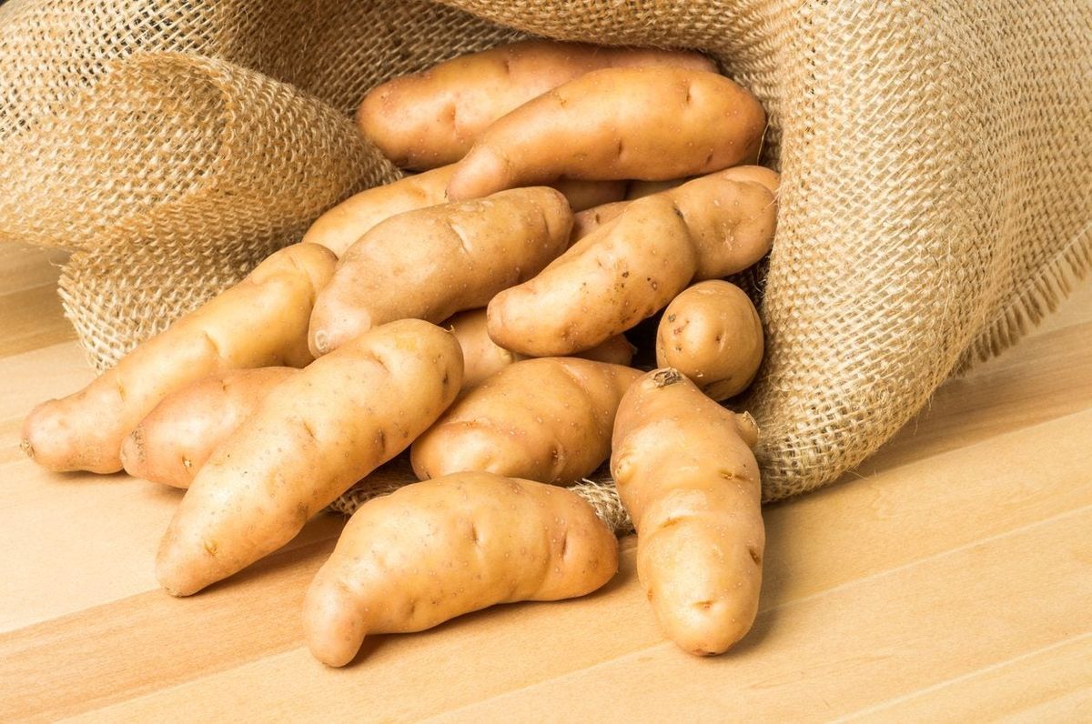 Fingerling Potato Info - How To Grow Fingerling Potatoes In The Garden ...