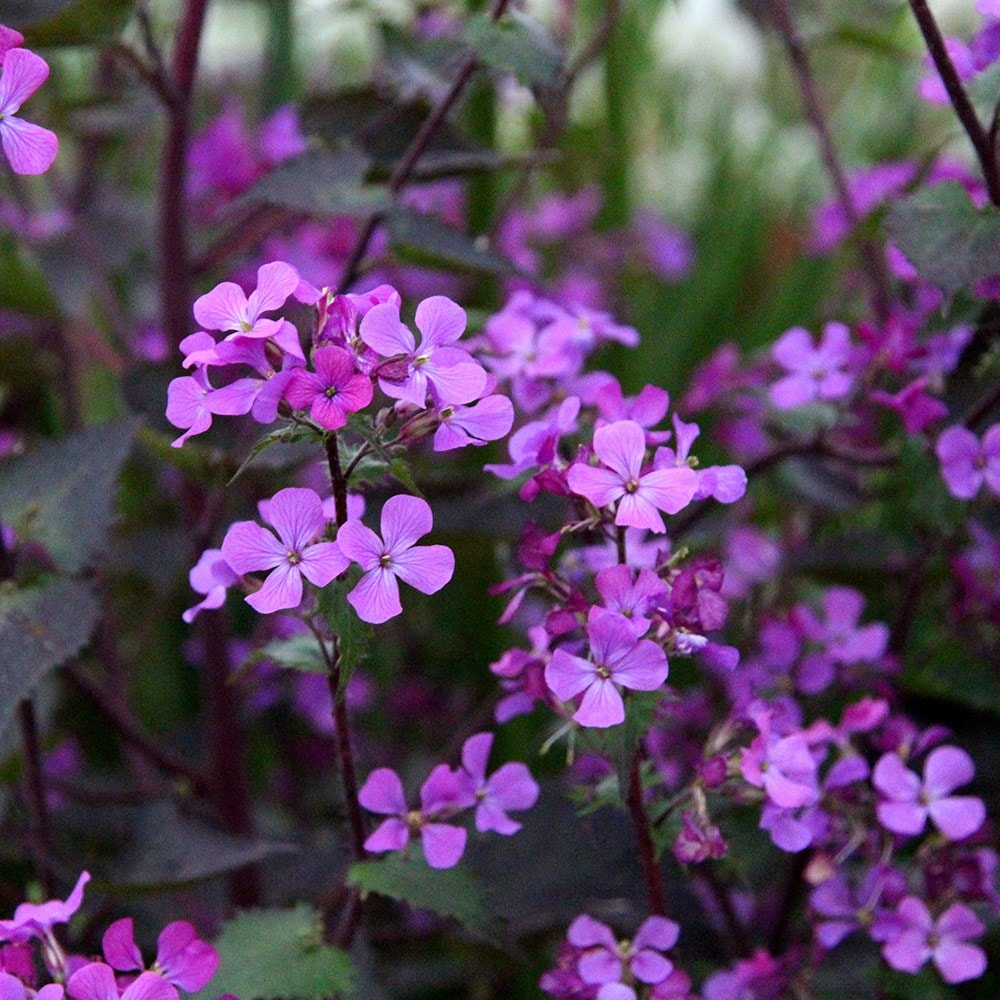 Lunaria Annua 'chedglow'