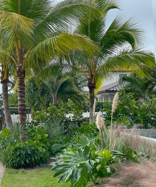 palm trees with underplanting in tropical garden