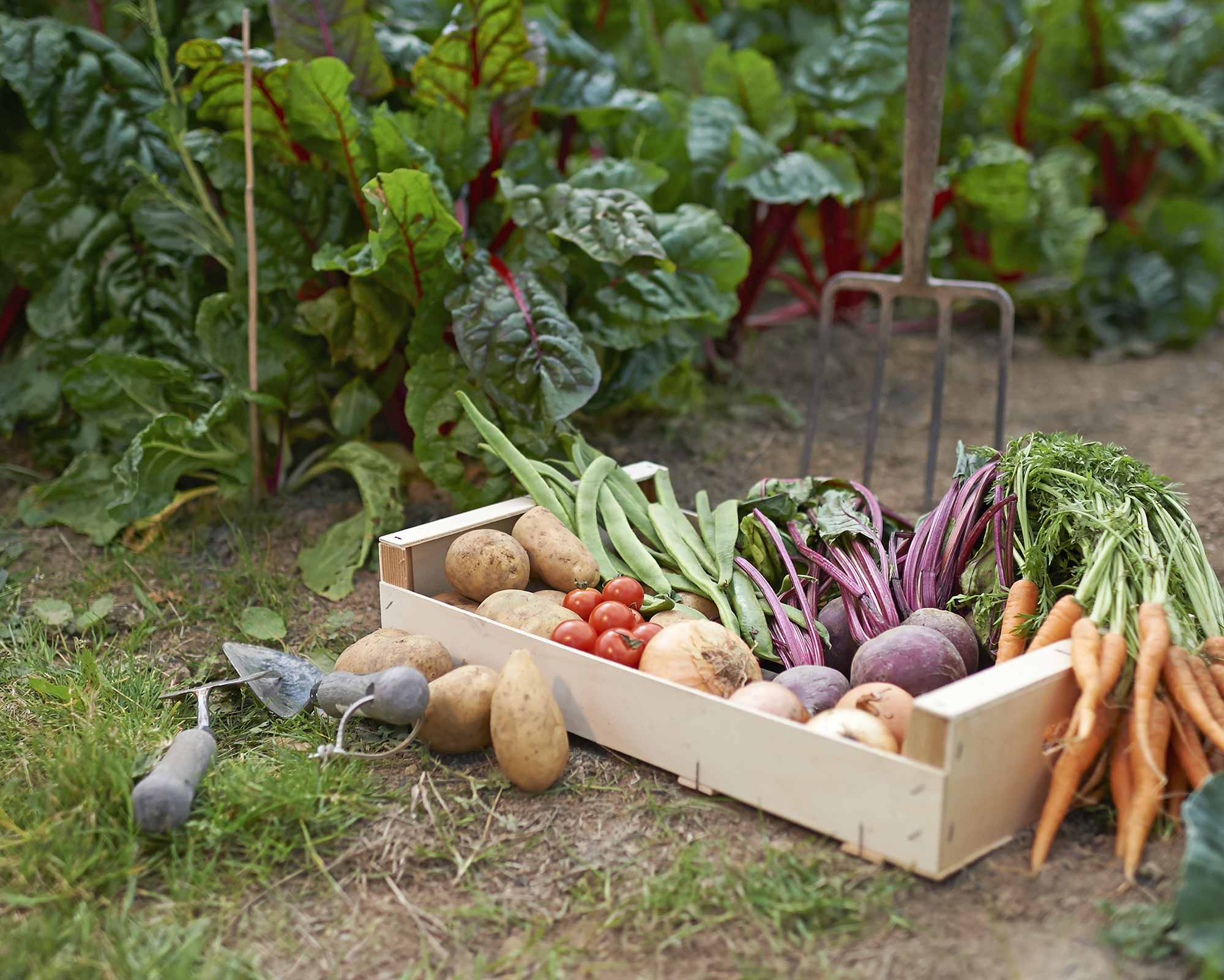 Crate full of freshly harvested home-grown vegetables