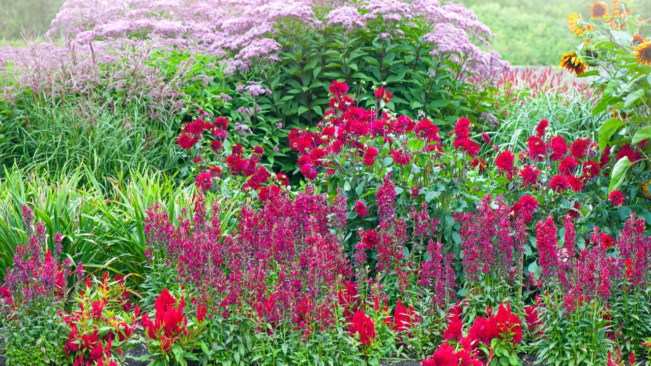 Pink and red salvias