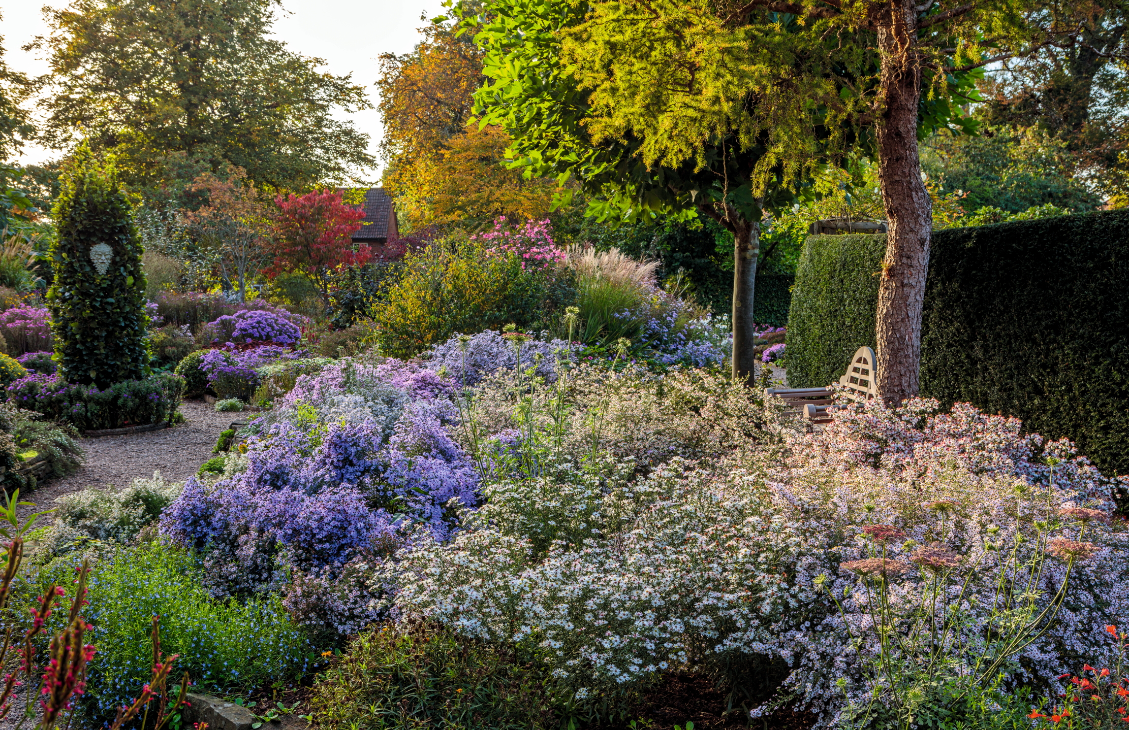 Michaelmas daisies (Symphyotrichum &#039;Blue Star&#039; and &#039;Oktoberlicht&#039;) at Old Court Nurseries and Picton Garden, Malvern, Worcestershire.