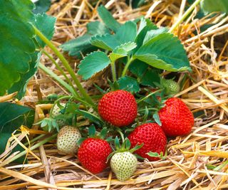 strawberry varieties Cambridge Favorite ripening on a straw base