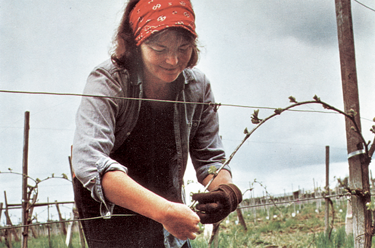 Nancy Ponzi training a vine