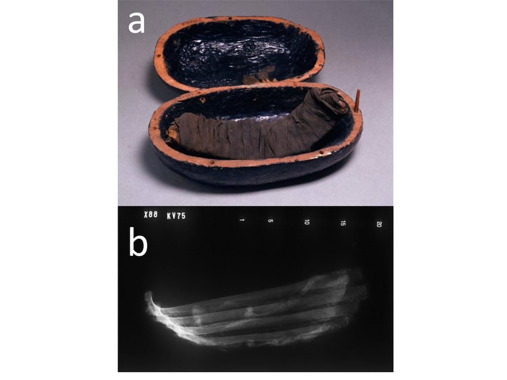 Mummified meat from Egypt