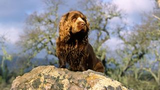 Sussex spaniel on rock